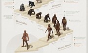 سیر تکاملی انسان روی کره زمین چگونه بوده است؟ + عکس