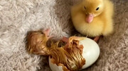 ویدیو دیده نشده از لحظه خارج شدن جوجه اردک از داخل تخم + فیلم