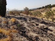 سوختن بوستان جنگلی چیتگر در میان شعله های آتش + علت چیست؟