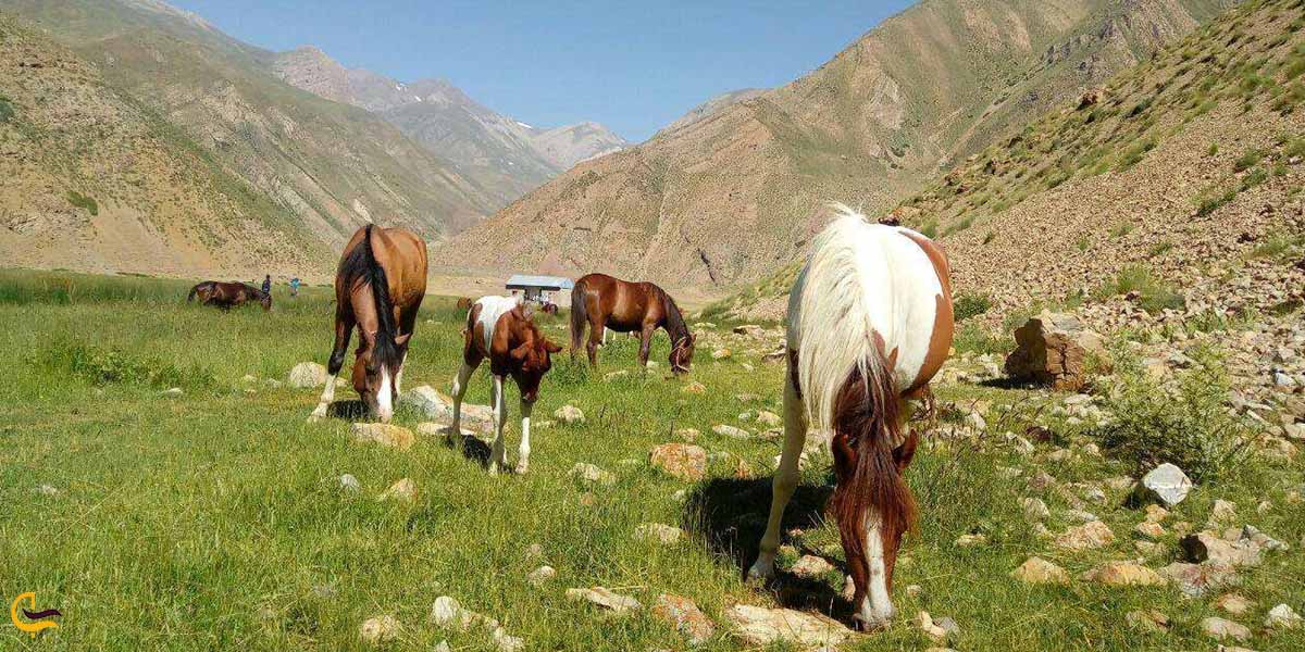 طبیعتگردی در دشت نمارستاق مازندران