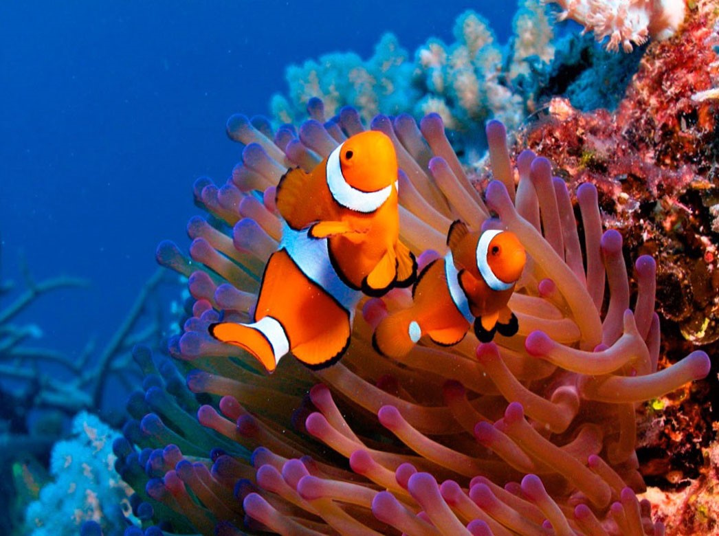 سفر به دنیای زیر آب
