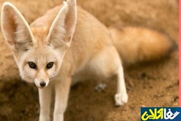 هشدار برای ایران / خطر ویروس روباه ها