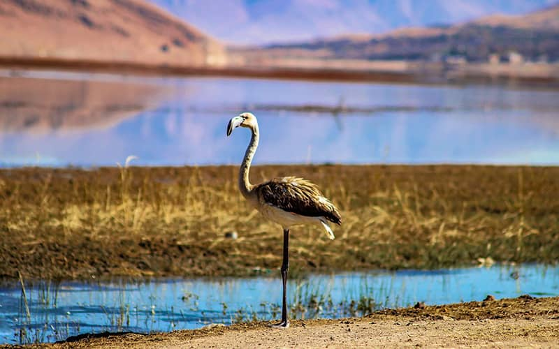 مناظر تماشایی تالاب چغاخور