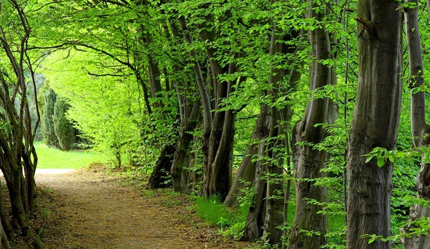 احساس آرامش در جنگل سه هزار تنکابن