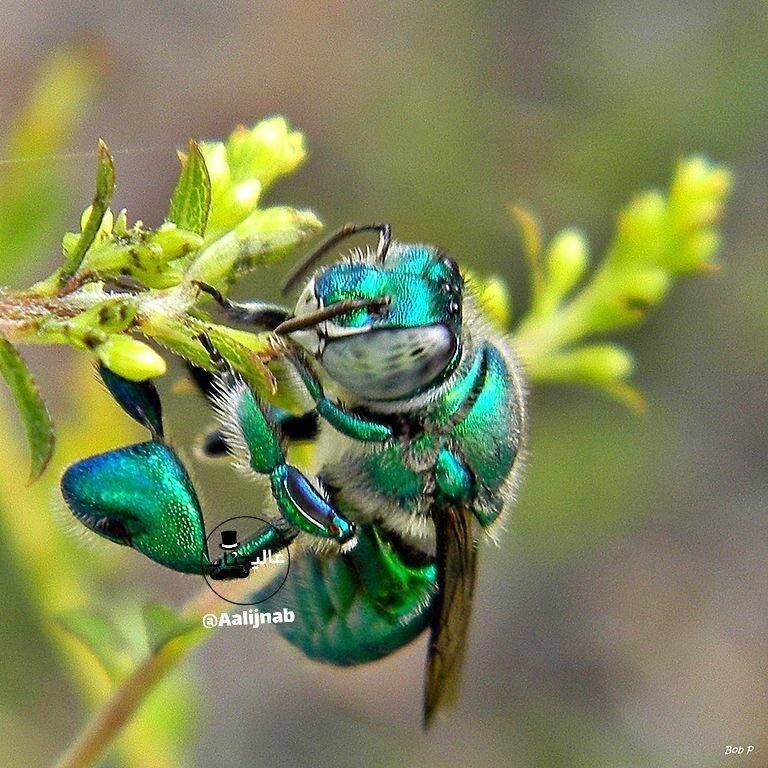 رمانتیکترین حشرهی دنیا را بشناسید!