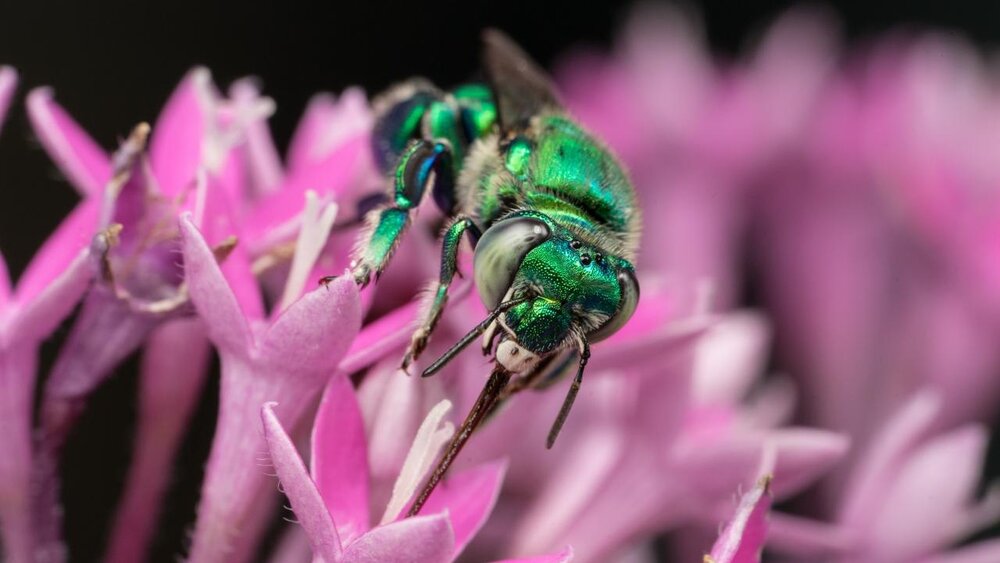 رمانتیکترین حشرهی دنیا را بشناسید!