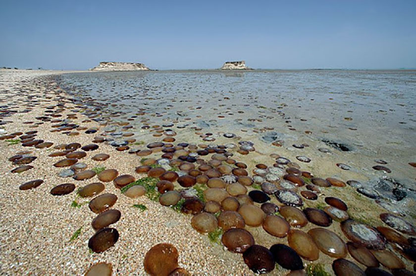 جزایر دوست داشتنی ناز