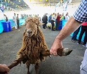 قیمت گوسفند زنده برای عید قربان چقدر است؟