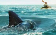 لحظه محاصره شدن یک قایقران توسط  چند نهنگ! + فیلم