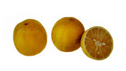 خواص باورنکردنی لیمو شیرین