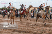 تصاویر جالب از مسابقات شتر سواری در یزد