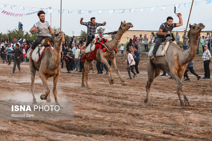 تصاویر جالب از مسابقات شتر سواری در یزد