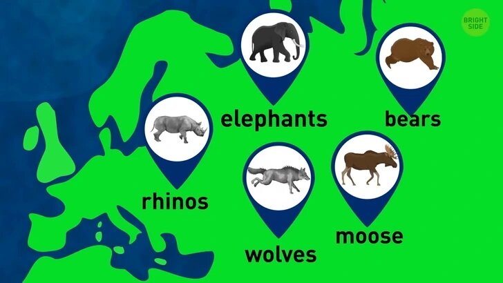 اگر انسان ها نبودن این حیوان بر کره زمین حکومت می کرد؟
