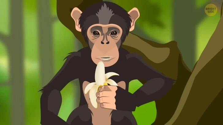 اگر انسان ها نبودن این حیوان بر کره زمین حکومت می کرد؟