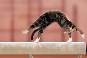 حرکات باورنکردنی گربه ژیمناستیک‌کار! +فیلم