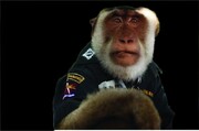 استفاده از میمون به عنوان پلییس در تایلند