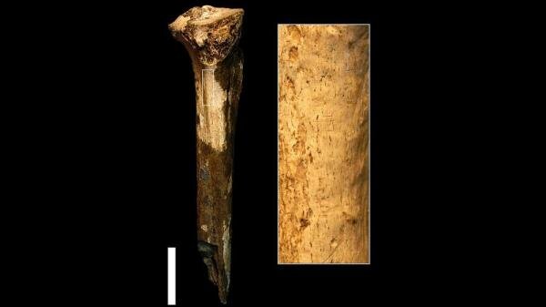 انسان‌ها ۱.۵ میلیون سال پیش خانواده خود را قصابی می‌کردند و می‌خوردند