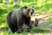 تلاش نفسگیر خرس مادر برای انتقال توله‌ها از روی حصار +فیلم
