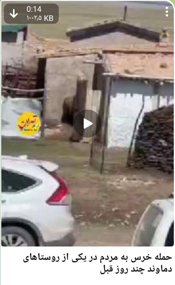 حمله خرس به مردم در یکی از روستاهای دماوند!