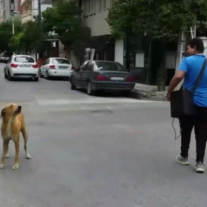 هم خوانی یک سگ با نوازنده خیابانی + فیلم