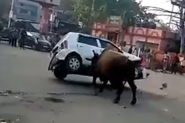 برخورد وحشتناک خودروی سواری با گله گاوها در جاده + فیلم