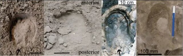 اسبهای عجیبی که انگشت داشتند/ عکس