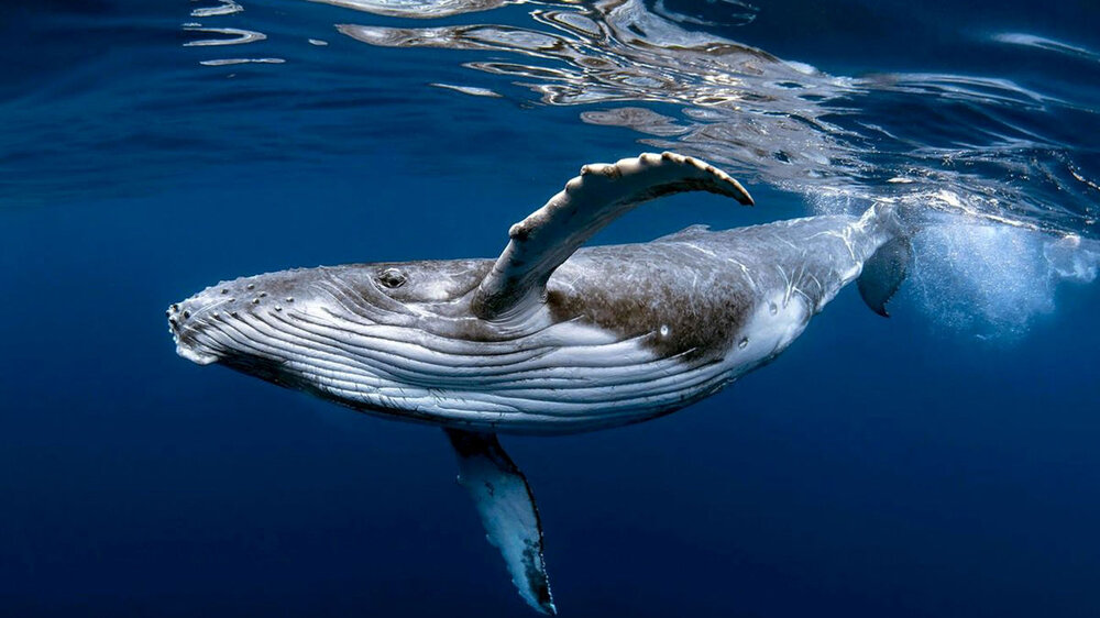 فیلم عجیب نهنگ سواری کارکنان شرکت نفت