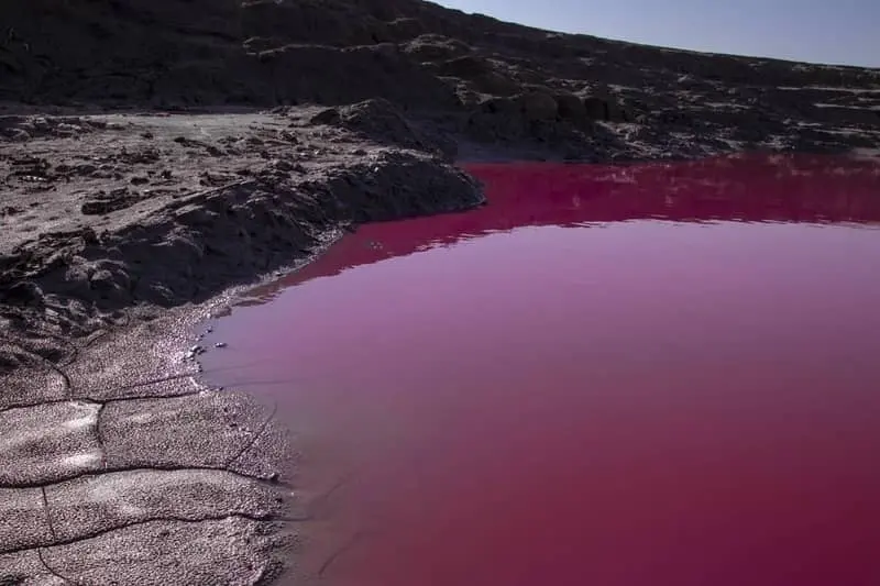 گلفشان تماشایی نفتلیجه