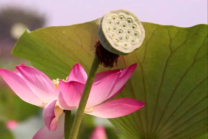 تالاب فوقالعاده سوستان