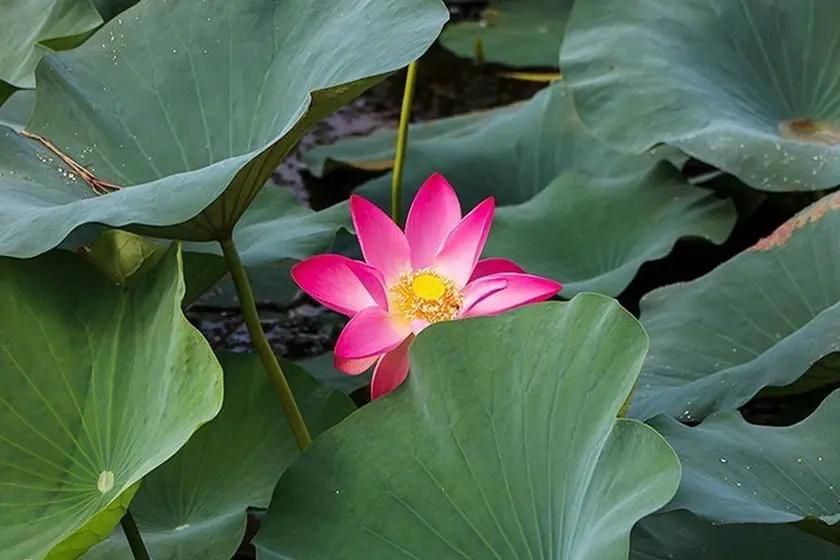 تالاب فوقالعاده سوستان