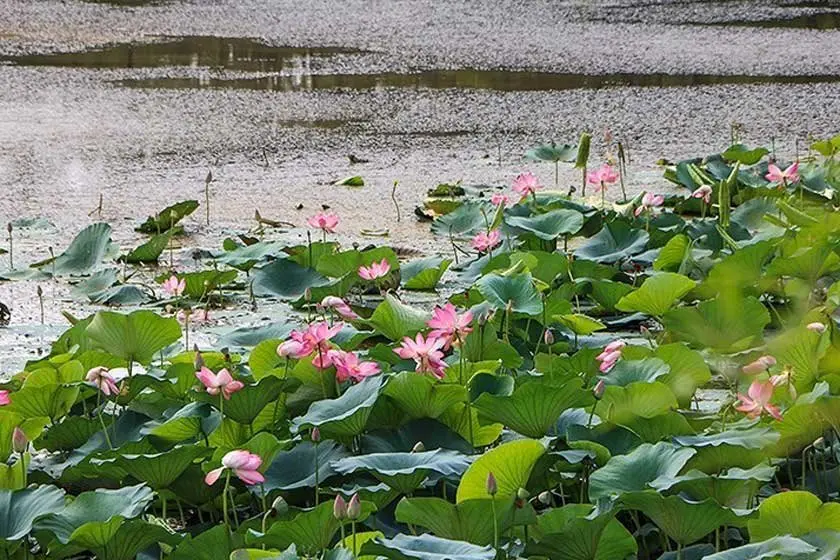تالاب فوقالعاده سوستان
