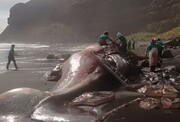 کشف گنج ۵۰۰ هزار یورویی از نهنگ عنبر