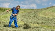 کشف گنج میلیاردی در مزرعه توسط کشاورز خوش شانس+ عکس