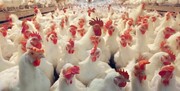 امیدواری به کنترل قیمت مرغ در گرمای مرداد