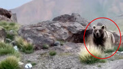 حمله خرس وحشی و دو فرزندش به کوله کوهنوردان در سبلان!/ فیلم