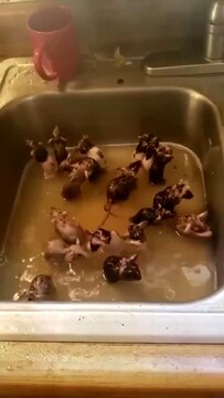 آبتنی کردن دسته جمعی موش ها در سینک ظرفشویی + فیلم