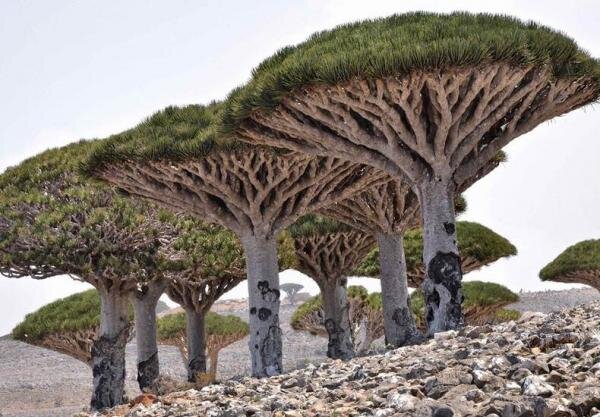 رشد عجیب ترین درخت جهان در نزدیکی استان فارس + فیلم
