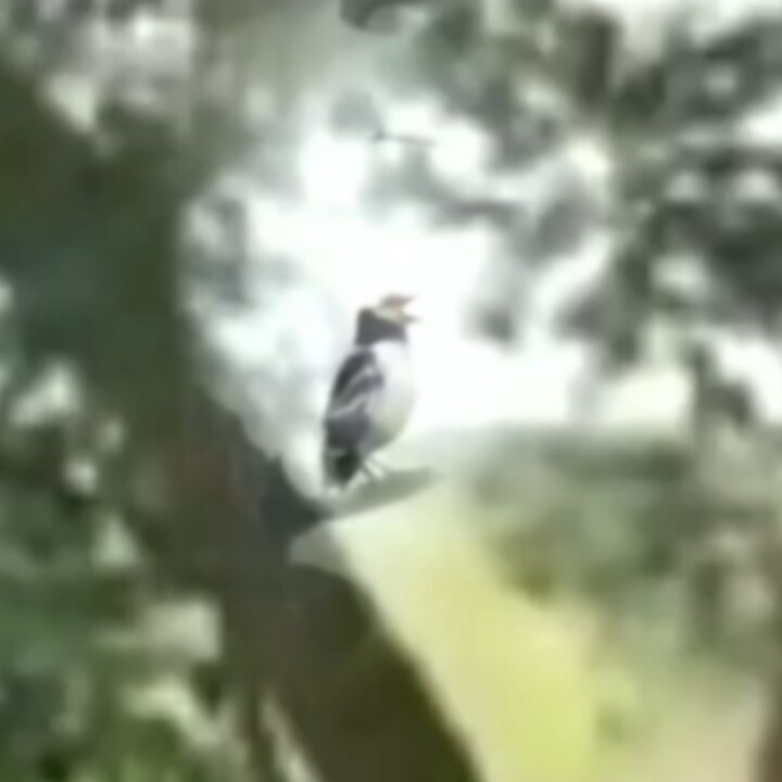 پرنده‌ای که شبیه انسان اپرا می‌خواند! + فیلم
