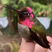 پرنده‌ای فوق‌العاده زیبا که هر دقیقه رنگ بدنش تغییر می‌کند! + فیلم