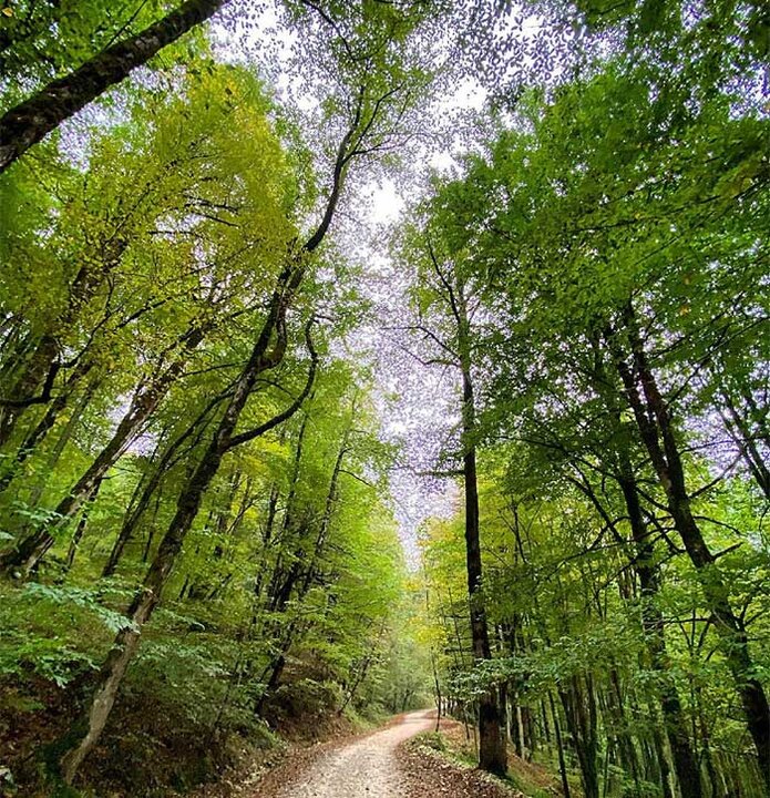 بزرگ‌ترین پارک جنگلی مازندران / سیسنگان زیبا و تماشایی