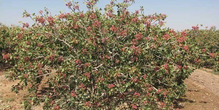 منطقه «گردشگری پسته» ایران کجاست؟ | جشنواره پسته خورون چیست؟