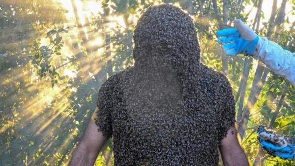مرد زنبور,مرد زنبوری در ترکیه