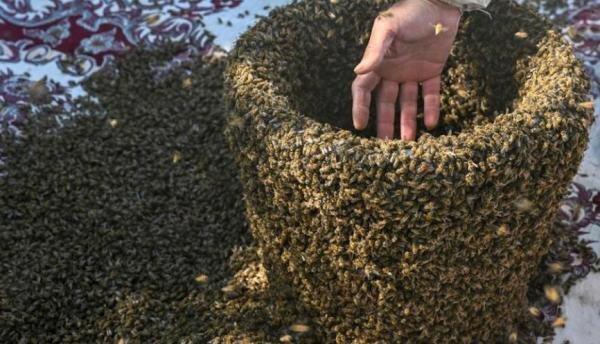 مرد زنبور,مرد زنبوری در ترکیه