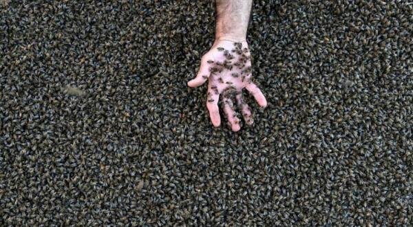 مرد زنبور,مرد زنبوری در ترکیه