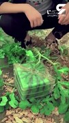تولید هندوانه عجیب مربع شکل توسط کشاورزان + فیلم