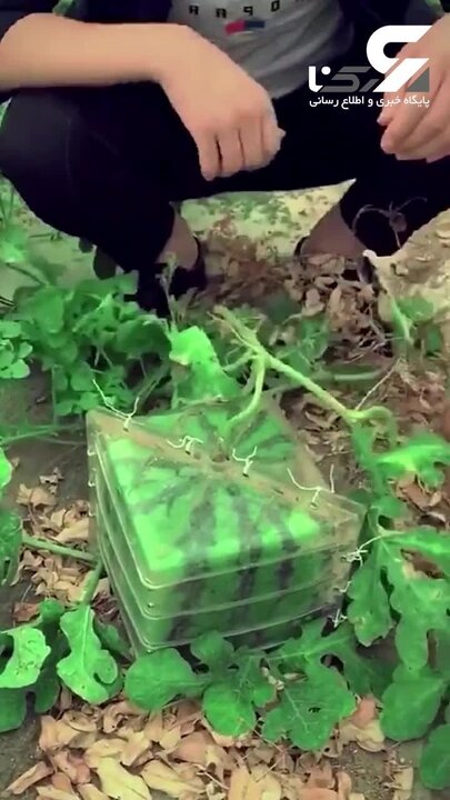 تولید هندوانه عجیب مربع شکل توسط کشاورزان + فیلم
