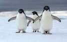 اتفاق تلخ/ کشف جسد ۲۰۰۰ پنگوئن‌ در سواحل + عکس 