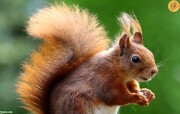 فیلم نجات یک سنجاب از گرمازدگی