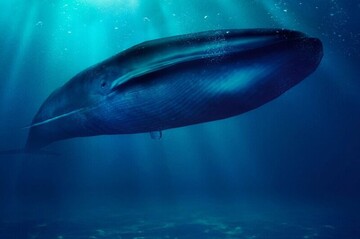 کشف جسد بی جان نهنگ غول پیکر در ساحل بندر عامری + فیلم