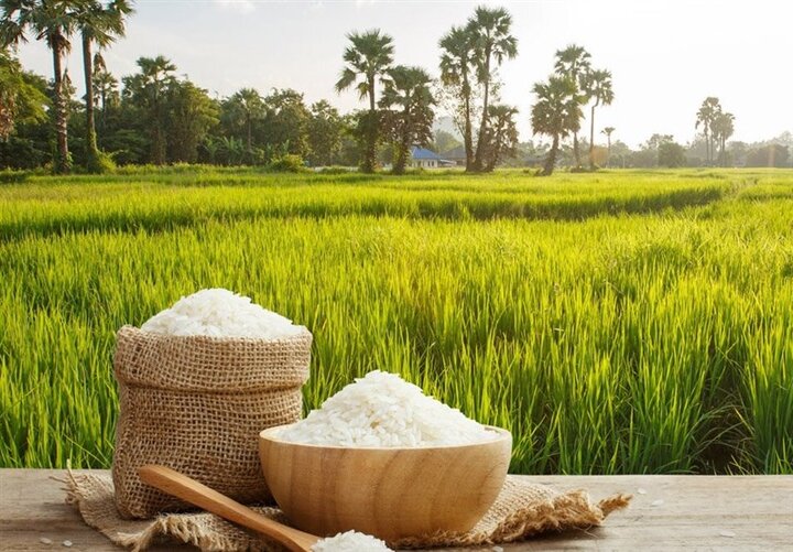قیمت خرید توافقی برنج ایرانی اعلام شد